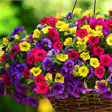 دانلود آهنگ دل دل دلداری نور نور شب تاری عاشقک زار زاری تو با زلیخا محمدشاهوا